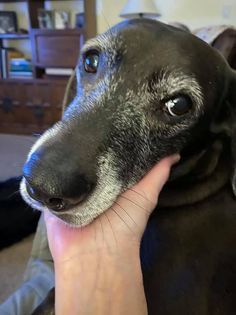 Weazie, submitted by Sarah Weber